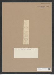 Stephanogonia horridula Grun. (de-Toni-Nr.: Genus 163) Zeichnungen Sammlung Grunow Nr. 7818 (NHMW-BOT-W0377059)